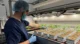 Europe’s Groundbreaking £10m Medicinal Cannabis Factory