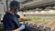 Europe’s Groundbreaking £10m Medicinal Cannabis Factory